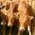 肉牛200~300斤山西肉牛养殖场货量充足来电