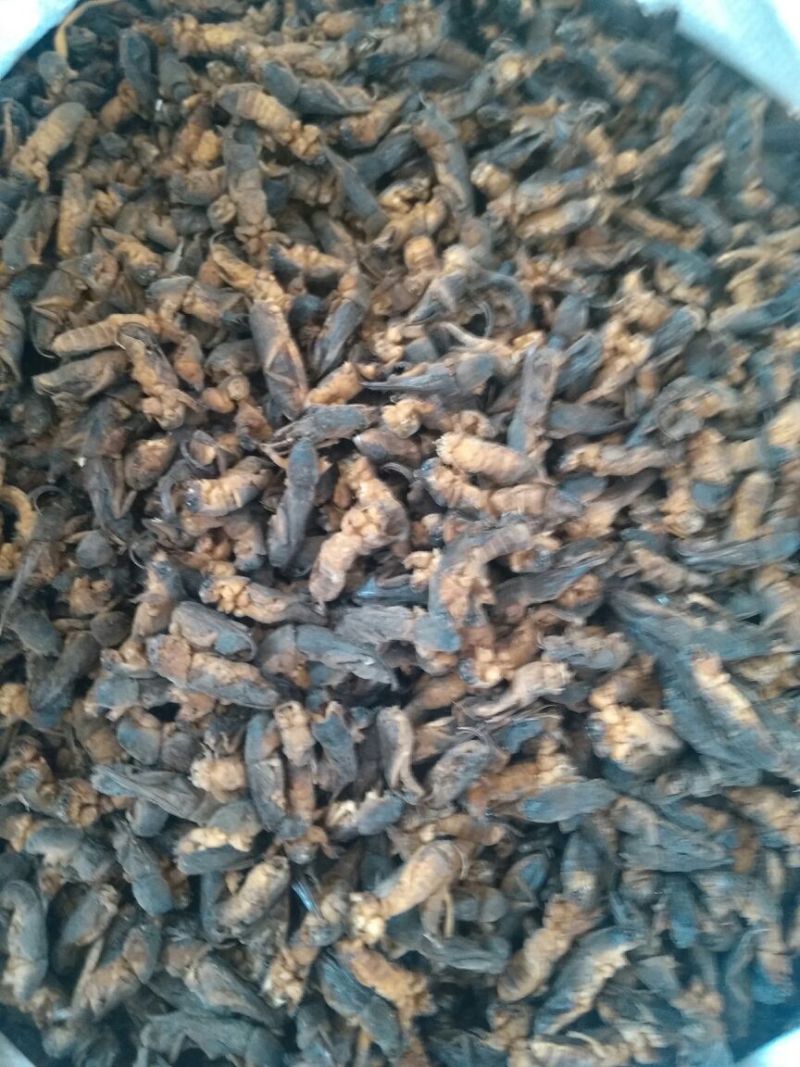 蝼蛄江苏干货选货2斤起包邮量大从优