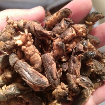 蝼蛄江苏干货选货2斤起包邮量大从优