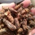 蝼蛄江苏干货选货2斤起包邮量大从优