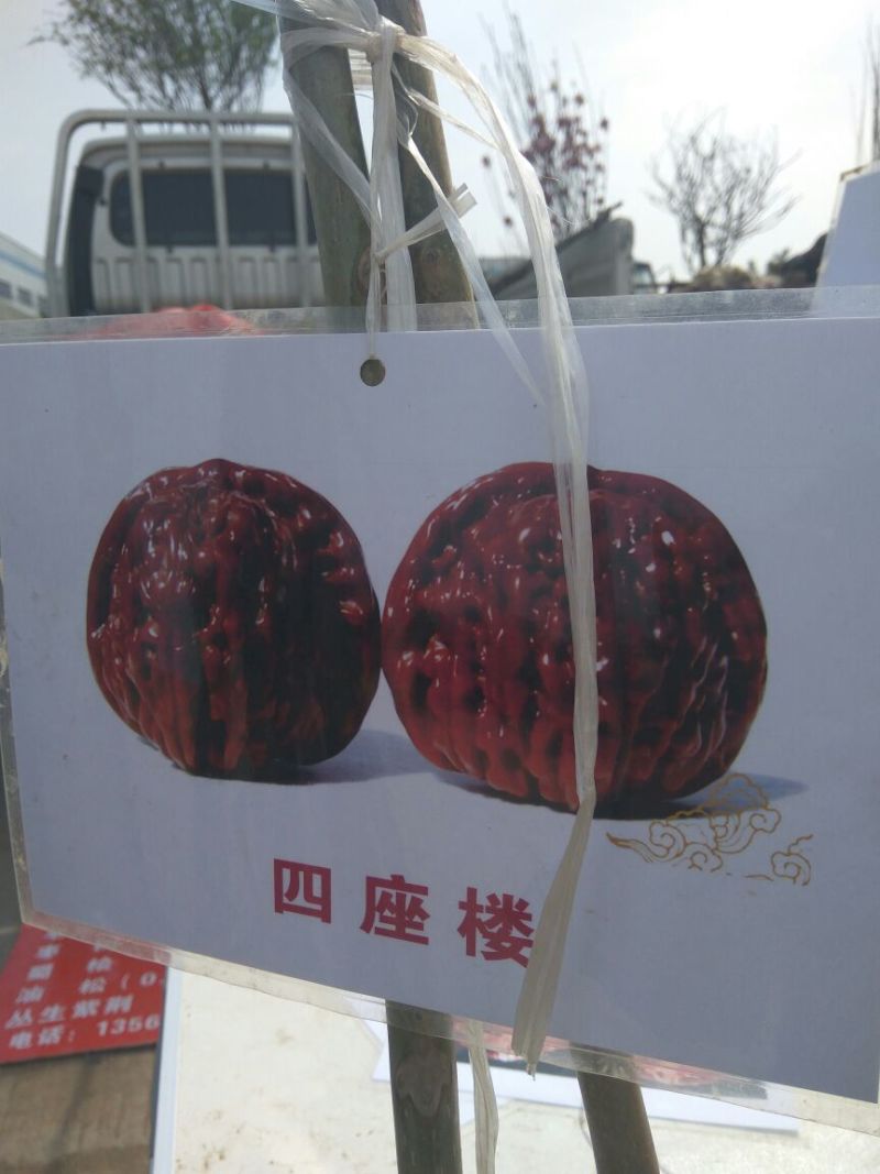 文玩核桃苗虎头狮子头官帽四座楼品种货真价实手玩核桃
