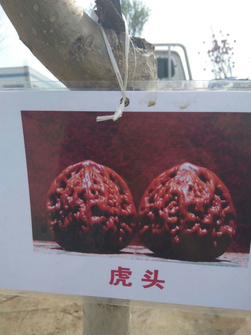 文玩核桃苗虎头狮子头官帽四座楼品种货真价实手玩核桃