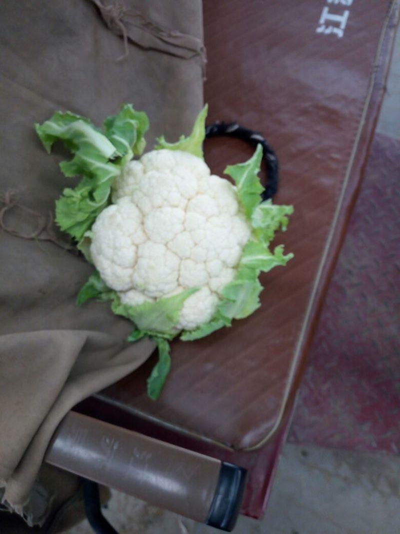白花菜散装，大小均特白可以散装净菜货，无大根