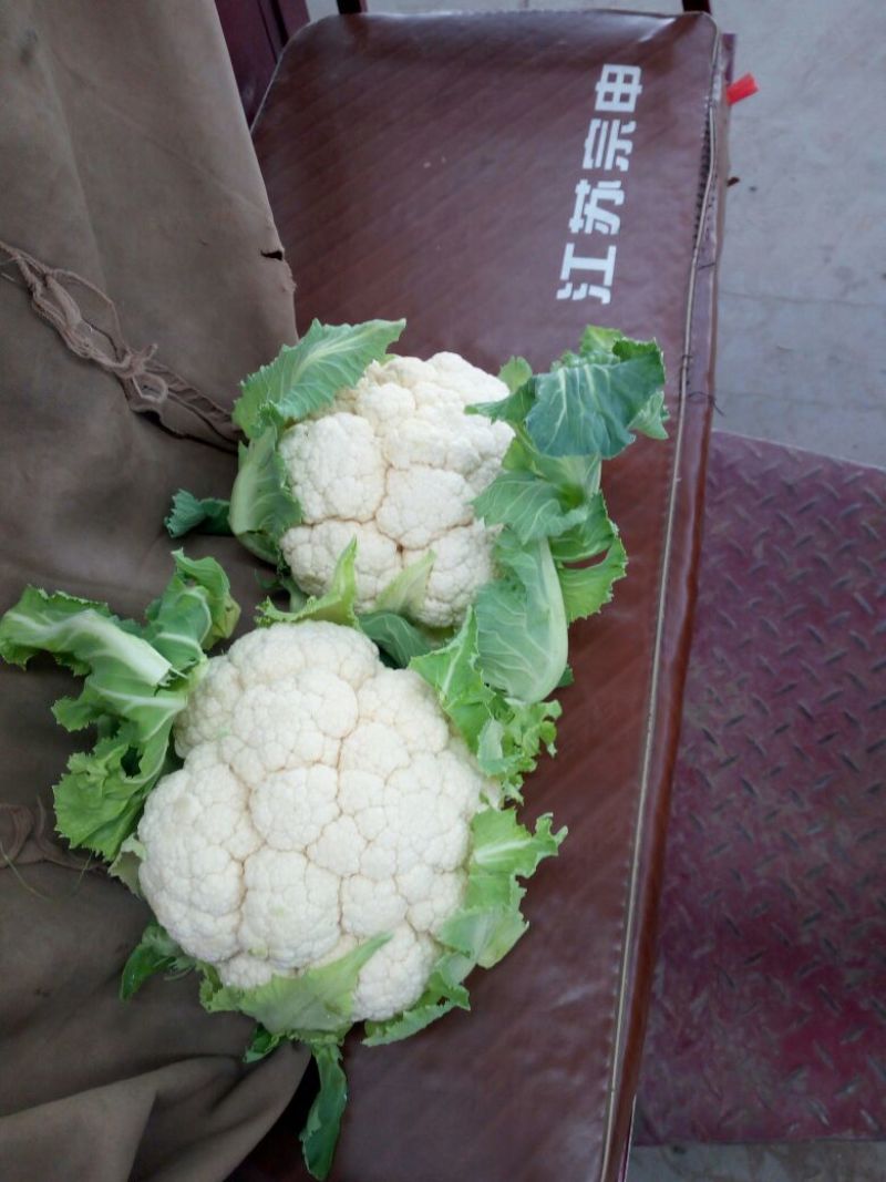 白花菜散装，大小均特白可以散装净菜货，无大根