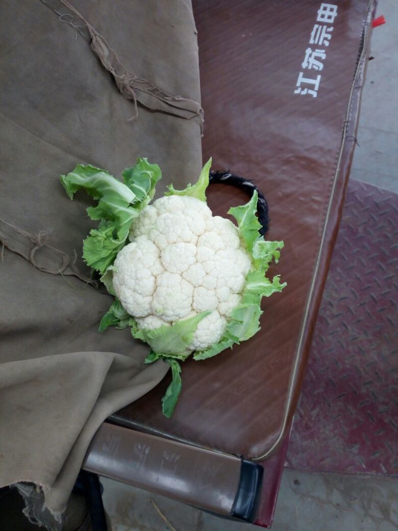 白花菜散装，大小均特白可以散装净菜货，无大根