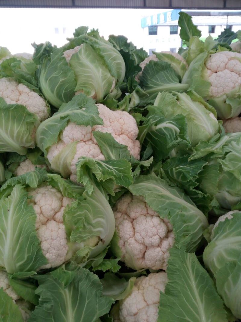 白花菜散装，大小均特白可以散装净菜货，无大根