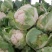 白花菜散装，大小均特白可以散装净菜货，无大根