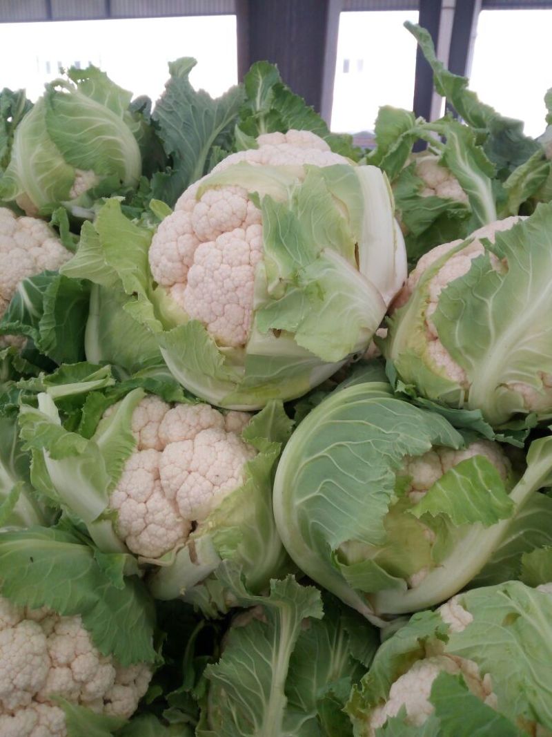 白花菜散装，大小均特白可以散装净菜货，无大根