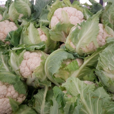 白花菜散装，大小均特白可以散装净菜货，无大根
