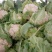 白花菜散装，大小均特白可以散装净菜货，无大根