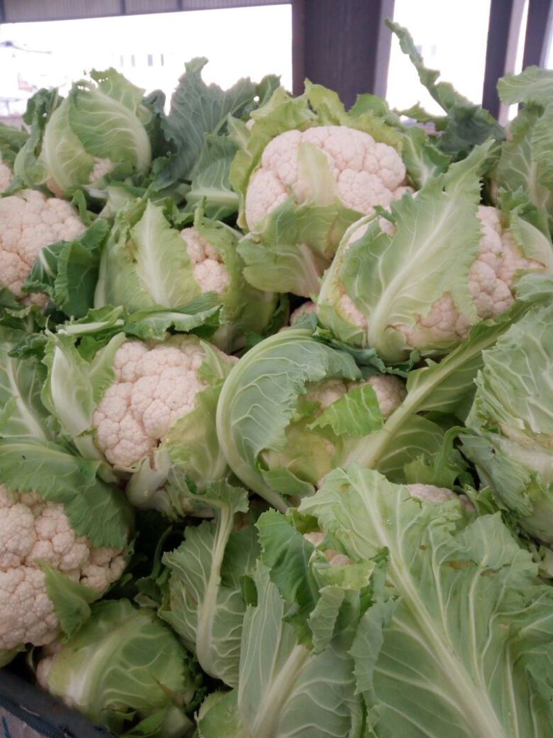 白花菜散装，大小均特白可以散装净菜货，无大根