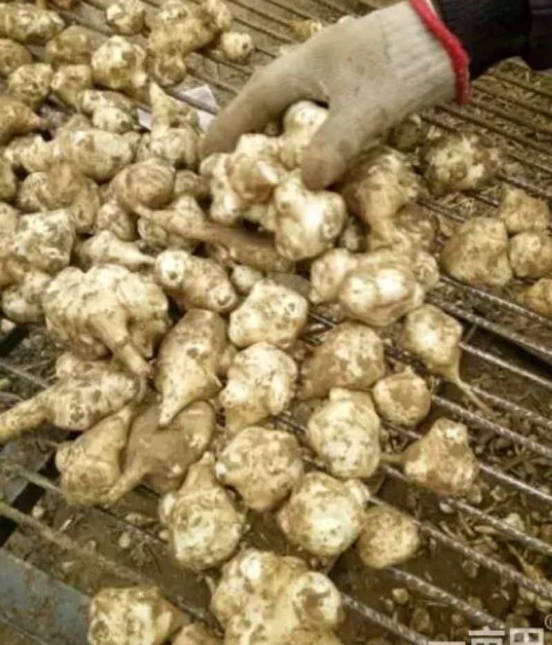 精品菊芋1.5~2两，白皮洋姜/量大从优/欢迎咨询