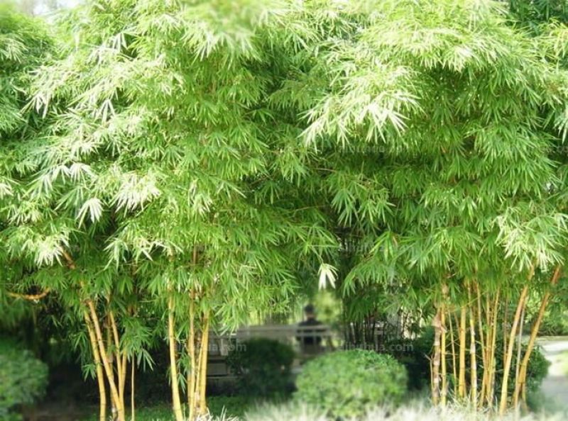 绿竹6~7m