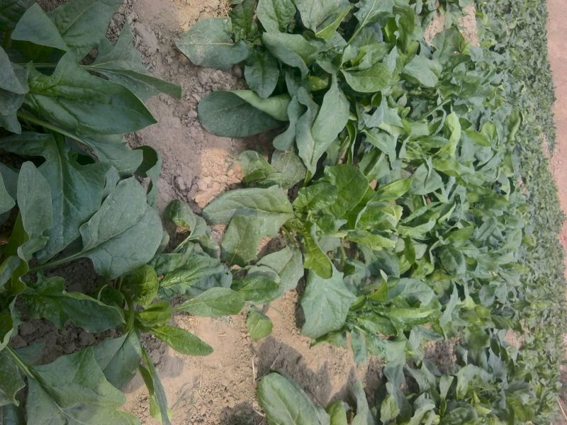 大叶菠菜35~40厘米