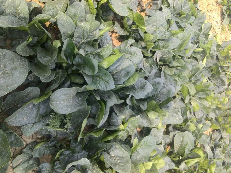 黑叶菠菜35~40厘米