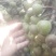 无花果苗30~50cm