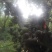 无花果苗30~50cm