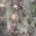 无花果苗30~50cm