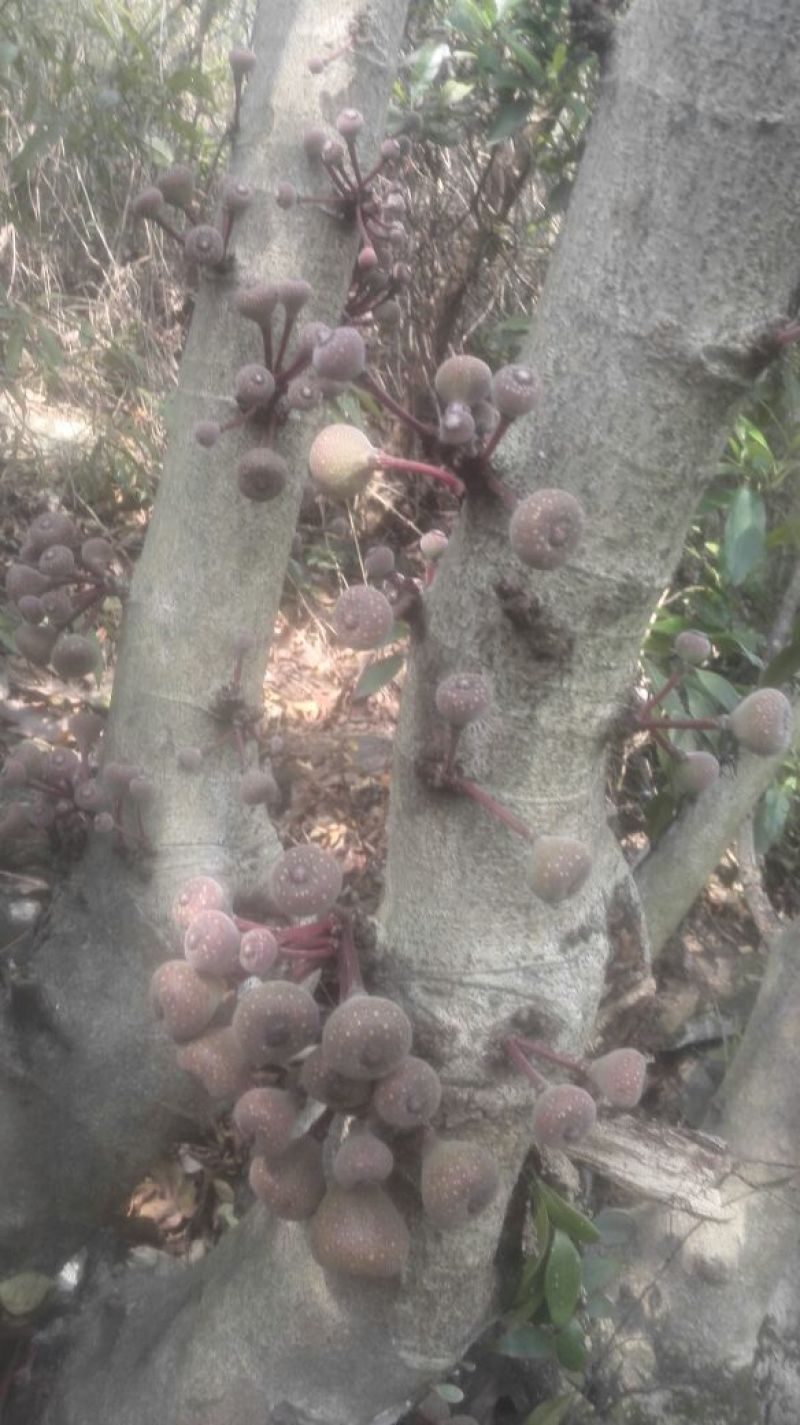 无花果苗30~50cm