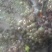 无花果苗30~50cm