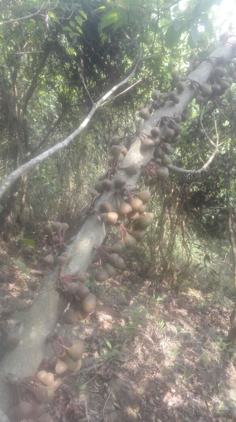 无花果苗30~50cm