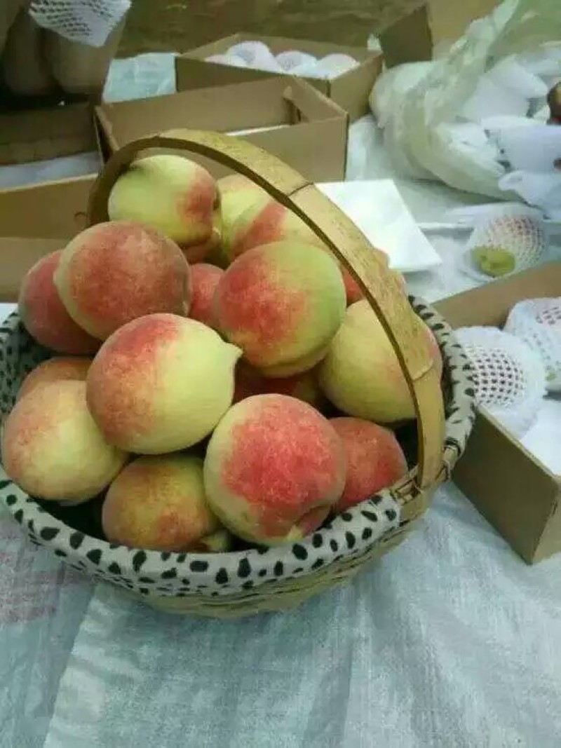 深州蜜桃80mm以上