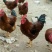 红玉鸡苗35~45克出壳苗