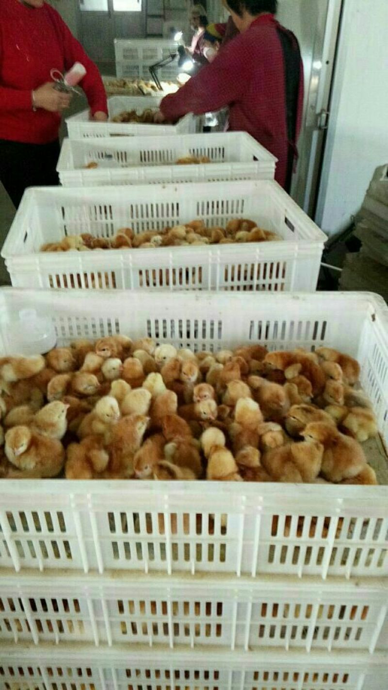 红玉鸡苗35~45克出壳苗