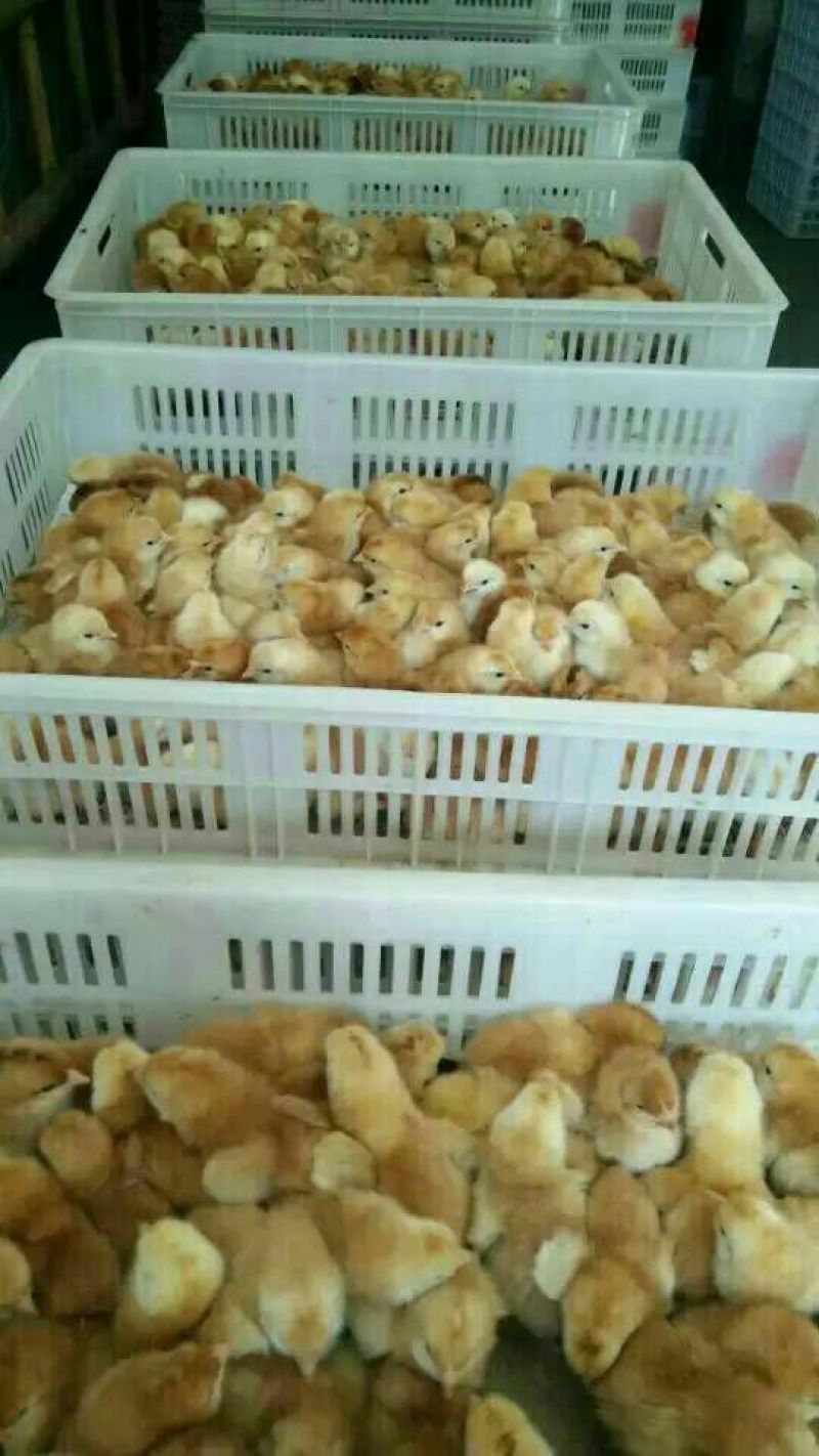 红玉鸡苗35~45克出壳苗