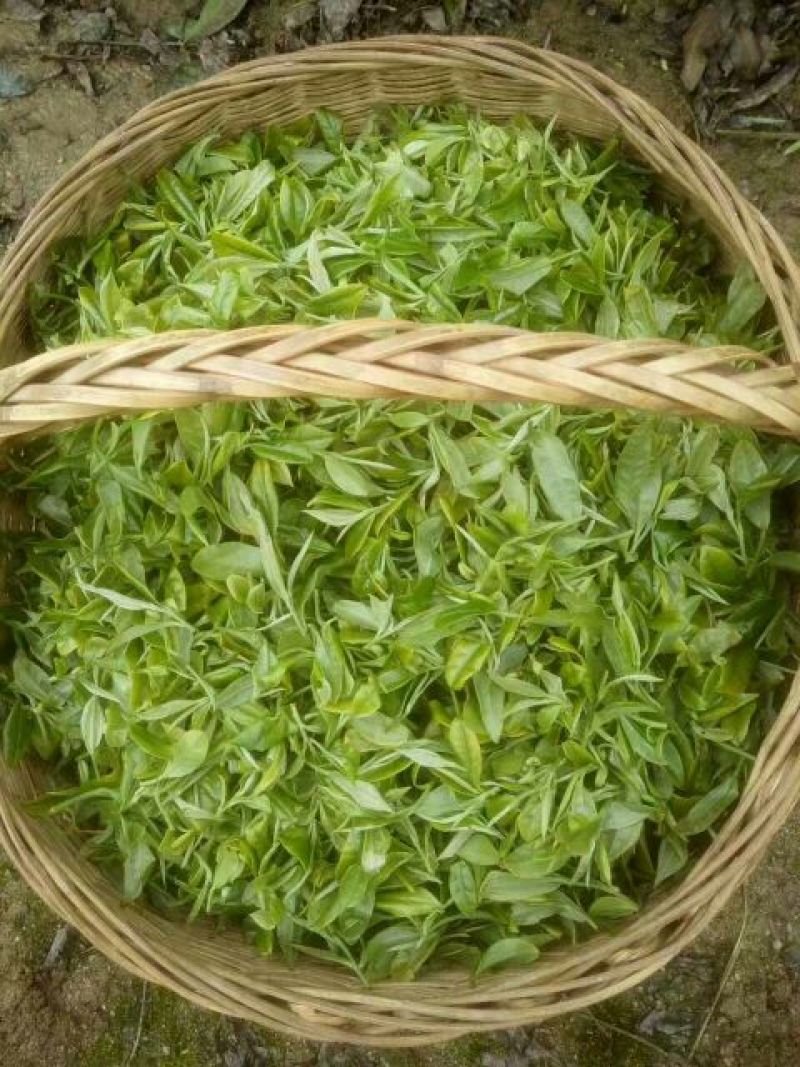 五峰绿茶