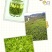 五峰绿茶