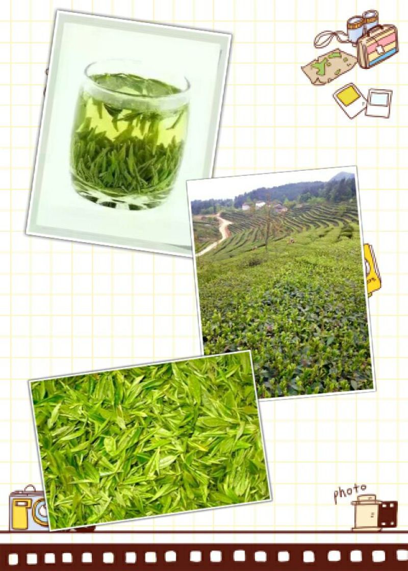 五峰绿茶