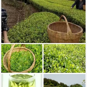 五峰绿茶