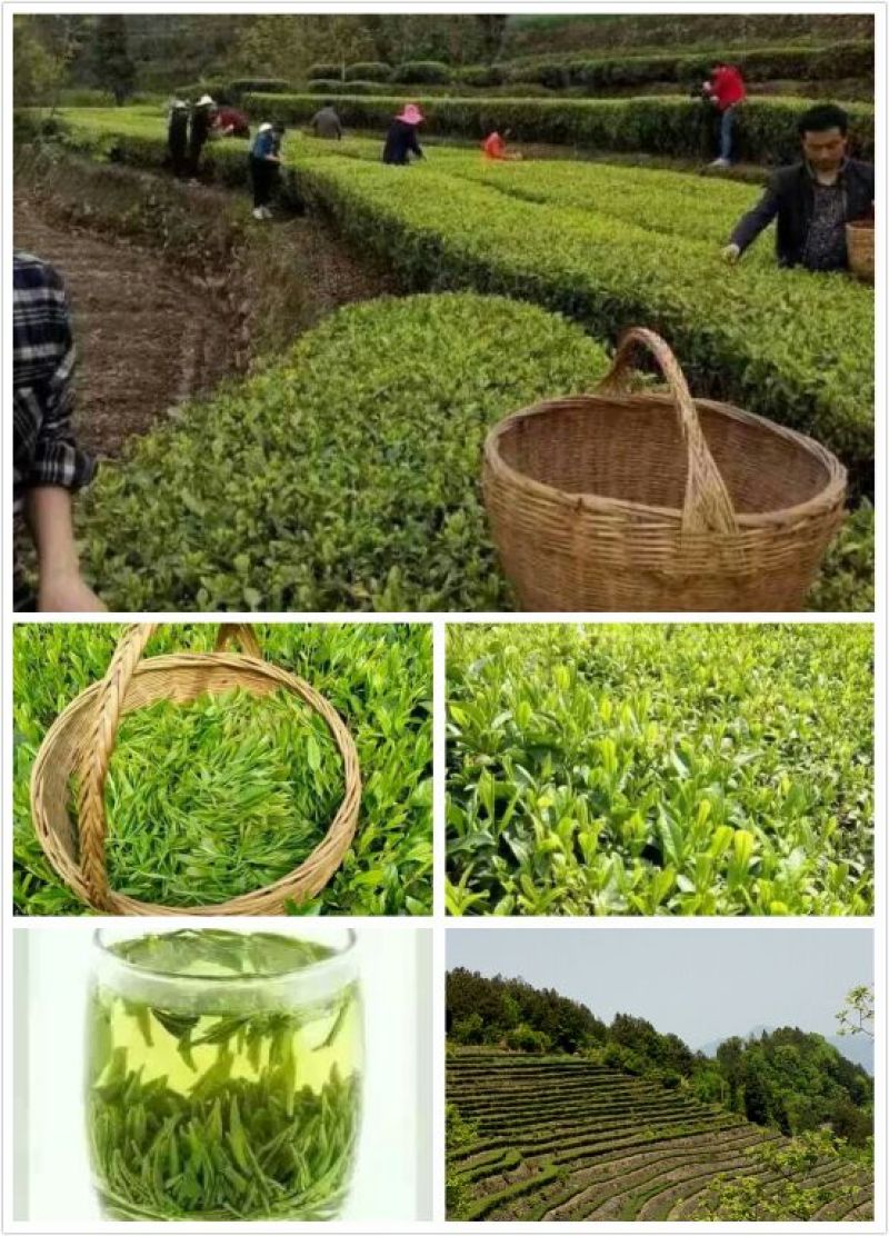 五峰绿茶