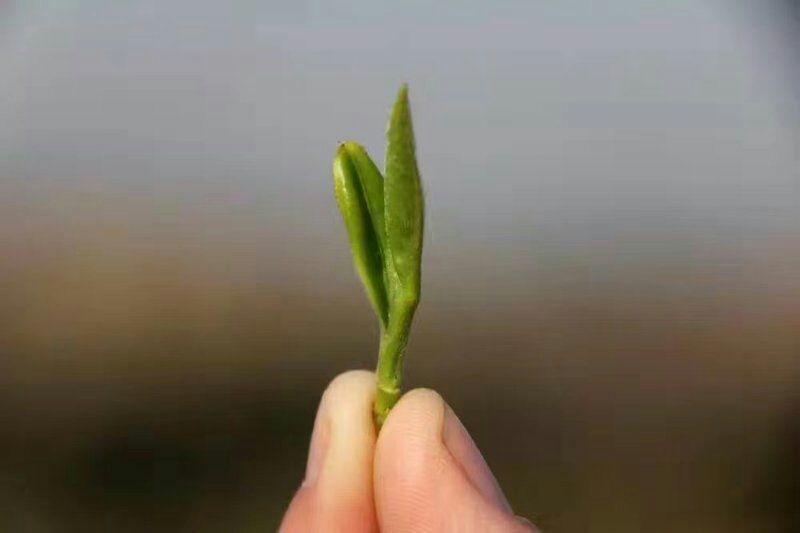 五峰绿茶