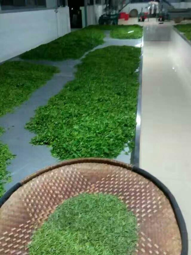 五峰绿茶