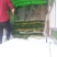 蒜薹白帽与红帽50至70cm可根据客户标准