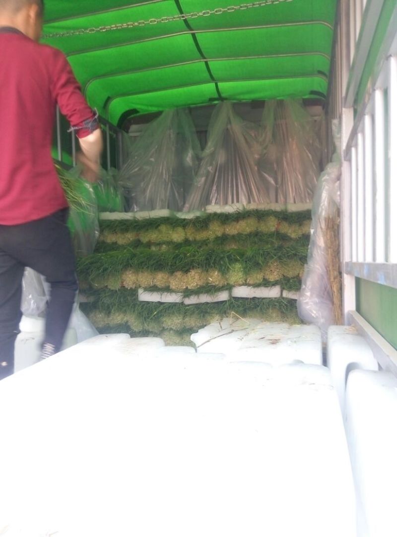 蒜薹白帽与红帽50至70cm可根据客户标准