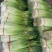 蒜薹白帽与红帽50至70cm可根据客户标准