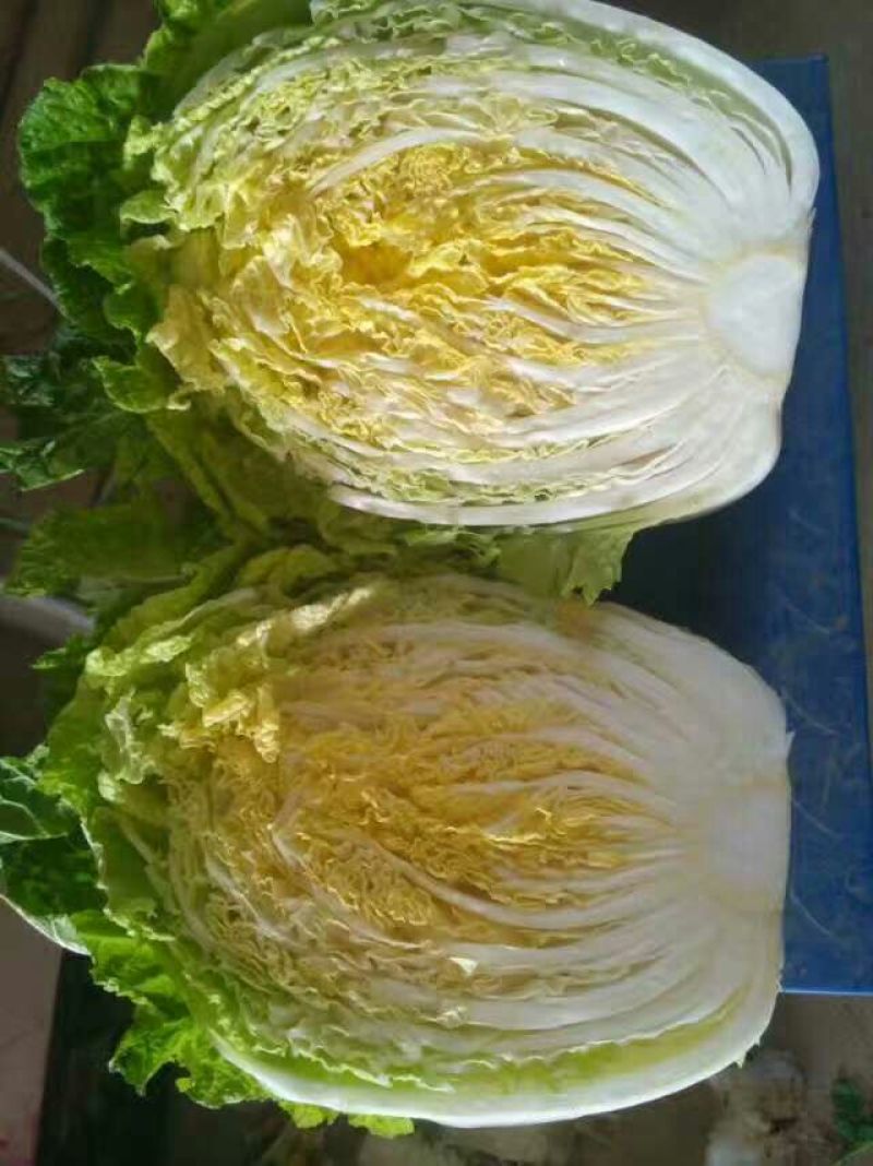 陆地小黄心大白菜大量上市3-5斤支持各种包装