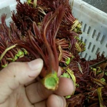 香椿10~19cm