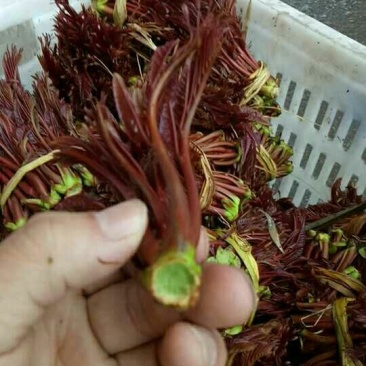 香椿10~19cm