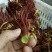 香椿10~19cm