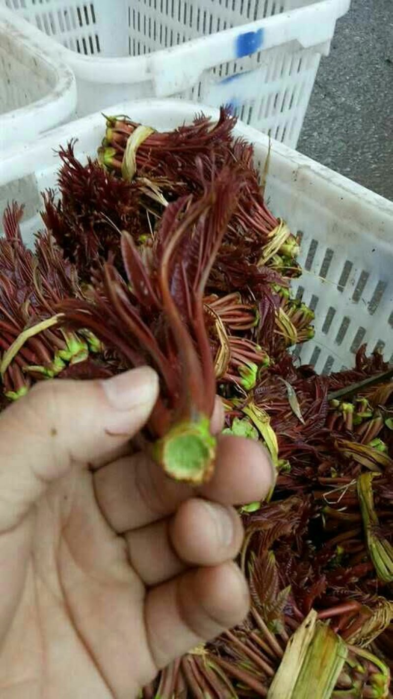 香椿10~19cm