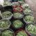九粒白芸豆15cm以上