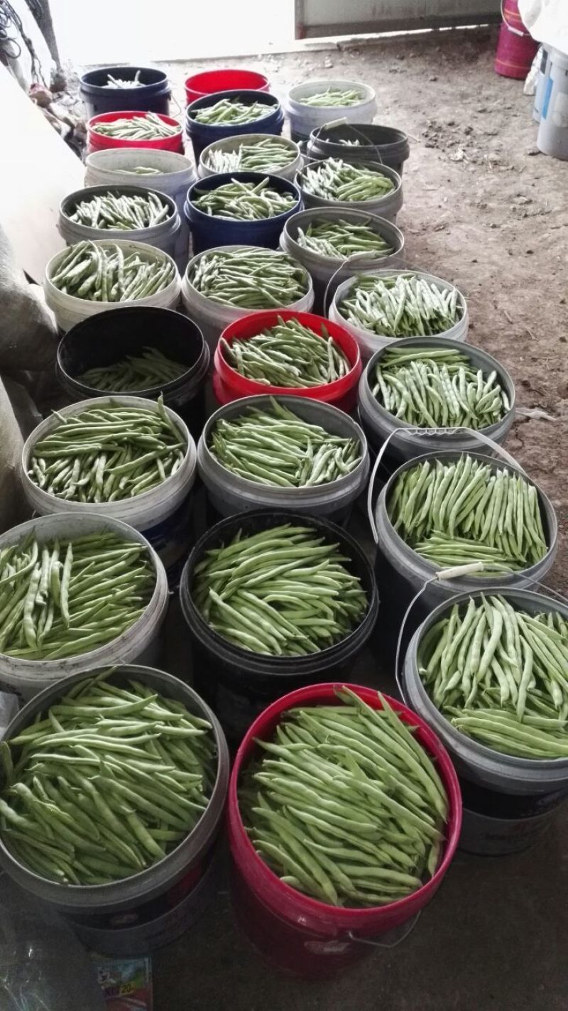 九粒白芸豆15cm以上