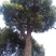 香樟8~10cm6~8cm2.5~3米