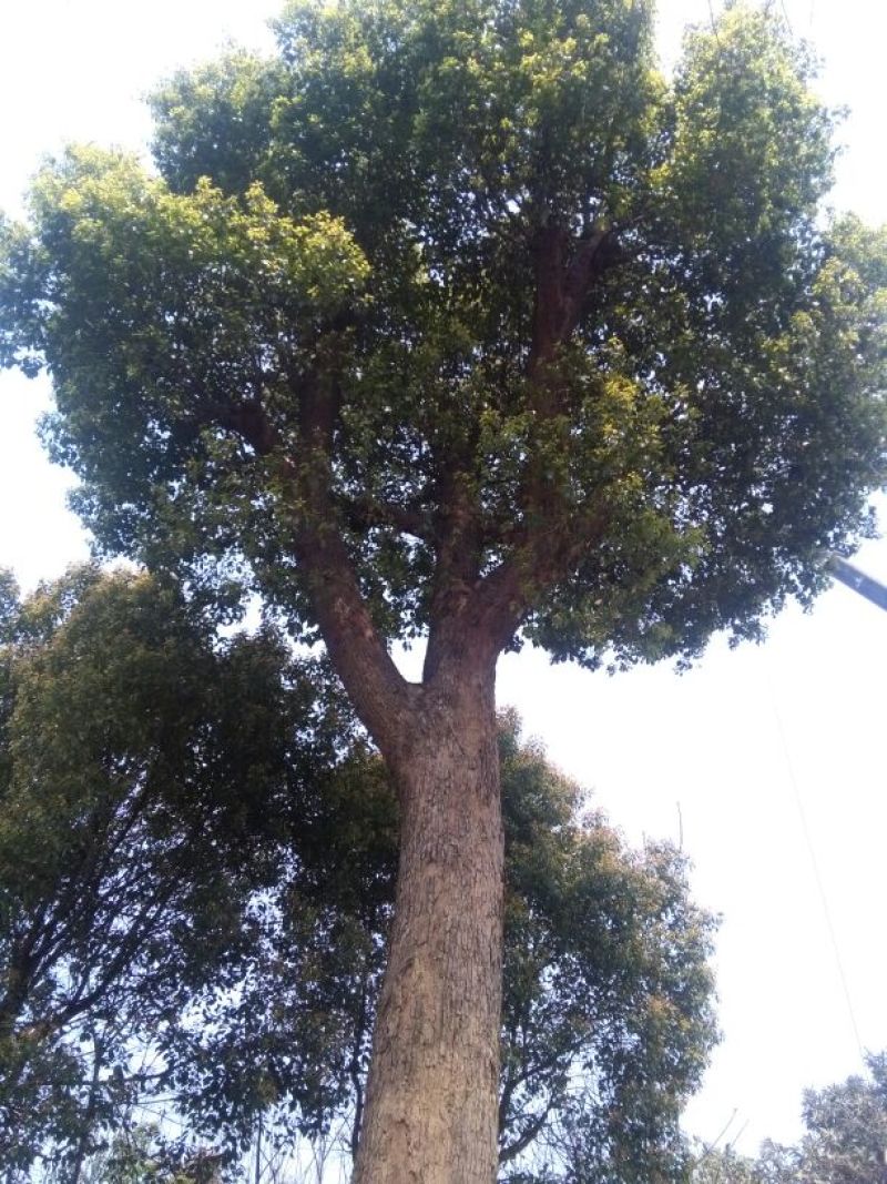 香樟8~10cm6~8cm2.5~3米