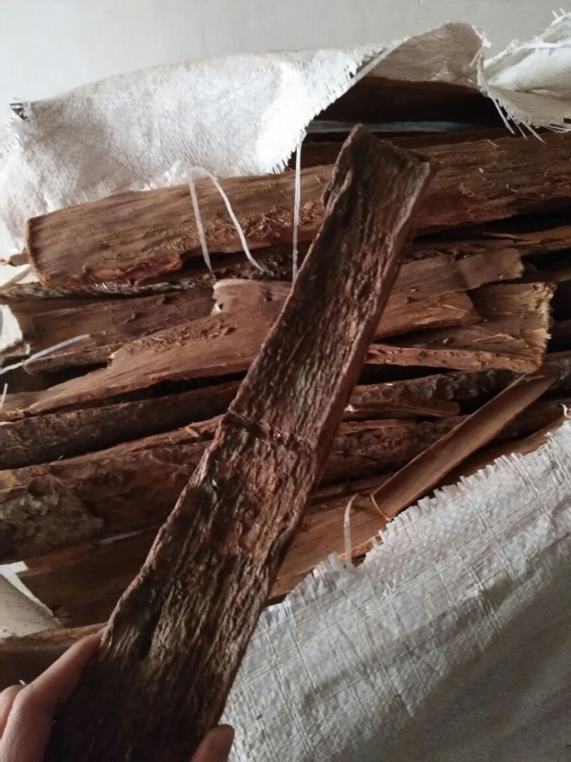 卡宾达树皮安哥拉大树老24小时有效厚皮统货都有