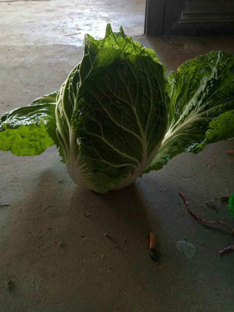 白菜，黄心，青杂产地直供，货优价廉，可散装，袋装！